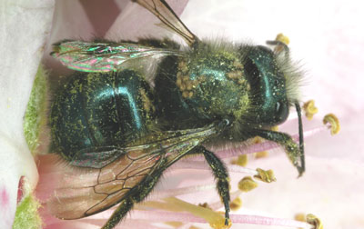 Phoretic deutonymphs of the mite Chaetodactylus krombeini dispersing on the orchard mason bee, Osmia lignaria, Michigan