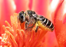 a megachilid bee, Lithurgus echinocacti, with Chaetodactylus mites